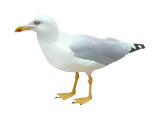 Realistic Seagull (sea Bird) Standing On Its Feet On A White Background