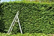 An Image of trimming a hedge