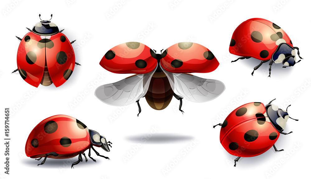 set of red ladybug isolated on white. vector illustration - obrazy, fototapety, plakaty 