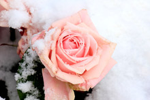 Pink Rose In The Snow