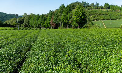 Canvas Print - Fresh tea farm