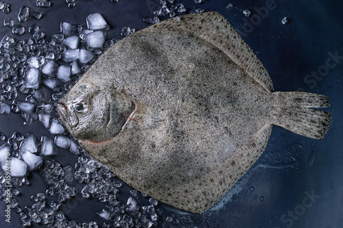 Photographie Poisson frais cru de flet entier sur la glace pilée sur fond métallique humide foncé