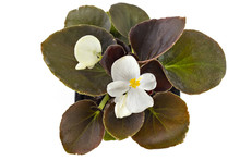 White Young Garden Wax Begonia Flowers With Leaves, Begonia Semperflorens-cultorum, In Flowerpot On White Background