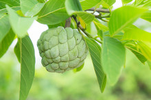 Custard Apple On The Tree Fruit Of Thailand