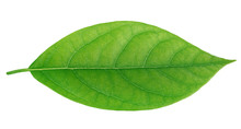 Avocado Leaf Isolated On A White