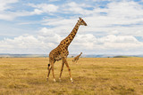 Fototapeta Sawanna - giraffes in savannah at africa