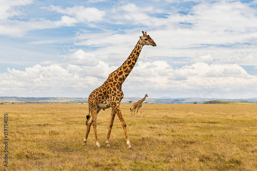 Plakat żyrafy w sawanny w Afryce