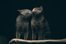 Close Up Of Two Cat Sitting Against Black Background 