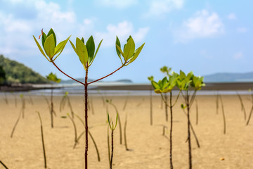 Planted mangrove forest by the shallow water sea with blue sky day background.