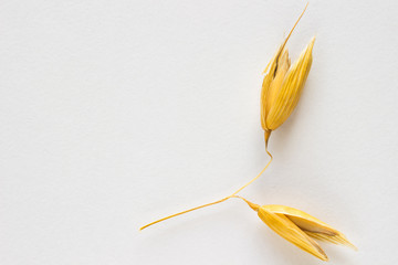 On the stem two grains of oats. White background