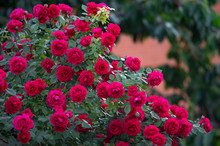 Red Roses Bush