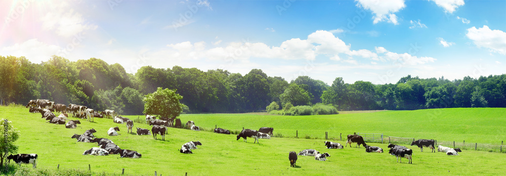 Kühe auf der Weide im Sommer - obrazy, fototapety, plakaty 