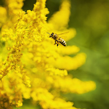 Honeybee Flying To Yellow Flower