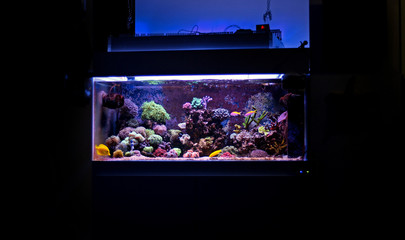 Coral reef aquarium tank