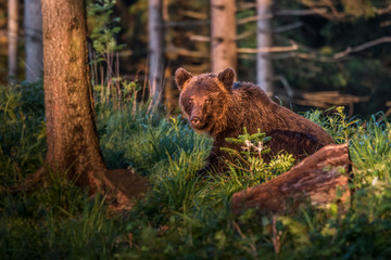 Brown bear (Ursus arctos) 