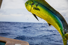 Mahi Mahi Hooked On Fishing Line