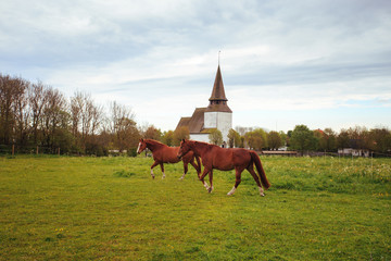 Wall Mural - Two beautiful horses graze in a meadow in Sweden. Against the background of the old Catholic church.