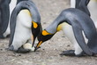 King penguins inspect an egg, ready for an egg exchange between the two
