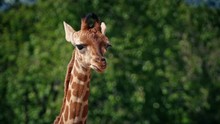 Baby Giraffe Portrait