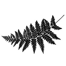 Black And White Hand Drawn Graphical Fern Leaves Twig. Vector.