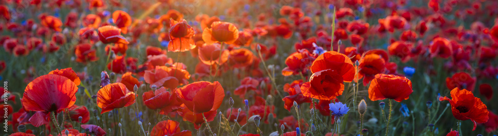 Poppy meadow in the light of the setting sun, poppy and cornflower - obrazy, fototapety, plakaty 