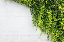 Green Ivy Plant On White Cement Wall. Outdoor Garden Decoration