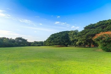 Wall Mural - Green trees in beautiful park under the blue sky