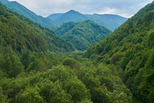 Mountains Covered In Lush Forests