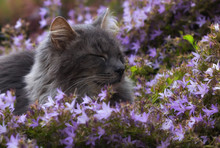 Grey Cat Dozing Amongst Bell Flowers