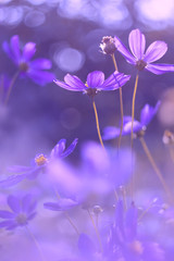 flowers cosmos purple color . very beautiful flowers with purplish tinting. selective focus.
