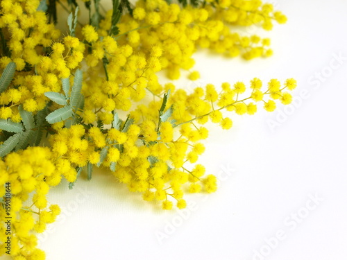 室内のミモザの花 白背景 Stock 写真 Adobe Stock 室内のミモザの花 白背景 Stock 写真 Adobe Stock