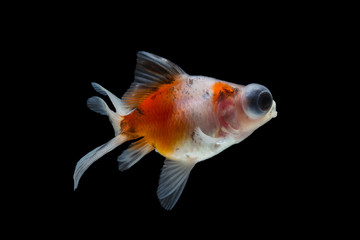 goldfish isolated on black background.