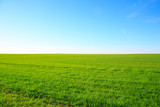 Fototapeta Do pokoju - Green field on a clear sunny summer day with a blue sky on the horizon

