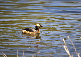 Horned Grebe (Podiceps auritus) in breeding plumage on the lake in the European part of Russia...