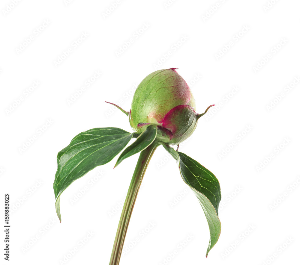 Bud of beautiful peony flower on white background, closeup
