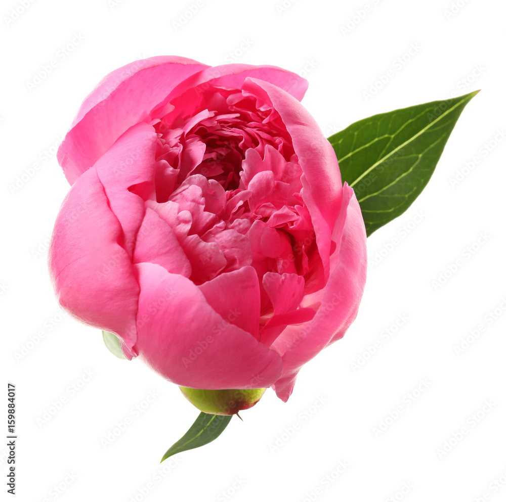 Beautiful peony flower on white background, closeup