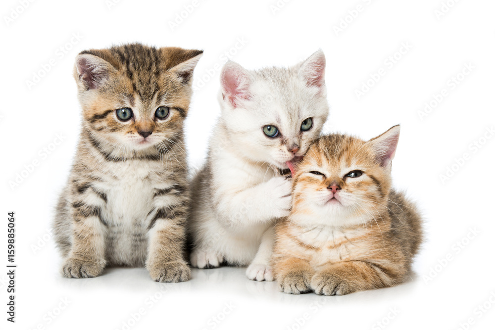 Drei Kätzchen - obrazy, fototapety, plakaty 