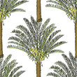 Vector drawn cycas palm tree seamless pattern on white background in a sketch style. Exotic collection.