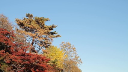 Wall Mural - Autumn Leaves / Fall Colors / River - Field Recording Sound - Fix/Tilt Down/Fix