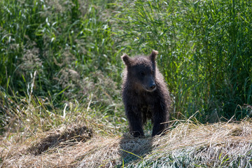 Sticker - Alaskan brown bear cub on shore