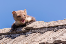 Adult Ugly And Injured Marten Goes Over The Roof
