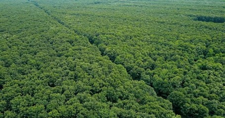 Wall Mural - Aerial Drone View Of Forest Trees Landscape In Summer