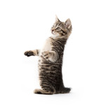 Fototapeta Koty - Cute tabby on white