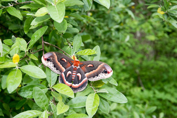 Sticker - Hyalophora cecropia in the woods