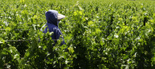 Migrant Worker In A Vineyard