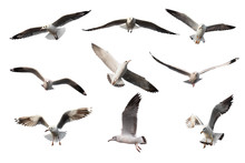 Set Of Seagulls.