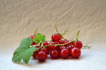 Wall Mural - branch of red currant with leaves