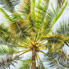 Wall Mural -  palm leaf and branch view from down