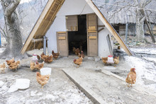 Chicken Farm/Mountain Village Chicken Farm Stable With Lots Of Hen Doing Exercise Outdoor On An Early Winter Day.