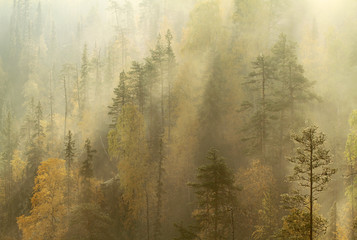 Obraz na płótnie brzoza finlandia las sosna